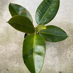 【観葉植物】フィカス•ジンの画像