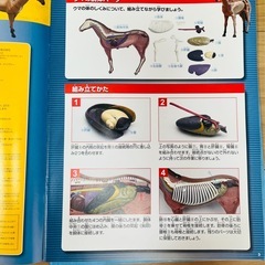 【未使用】ウマ　模型（骨格、内臓、皮膚、ディスプレイ用トレイ一式）アニア好きなお子様にの画像