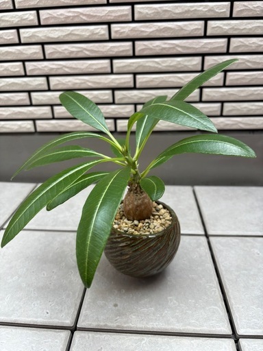 ウィンゾリー グラキリス フォッケア アデニウム センナメリディオナリス