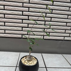 ウィンゾリー グラキリス フォッケア アデニウム センナメリディオナリスの画像