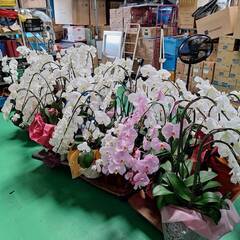 胡蝶蘭を無料でお譲りします（白・ピンクあり／千葉市で手渡し）の画像