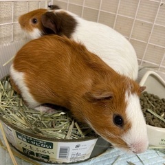 7.28生まれ兄弟モルモット