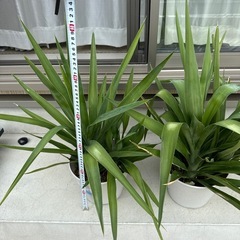 観葉植物　青年の木　ユッカの画像