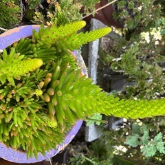 多肉植物　ツメレンゲの画像