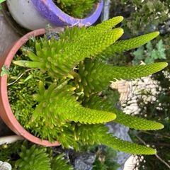 多肉植物　ツメレンゲの画像