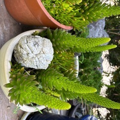 多肉植物　ツメレンゲの画像