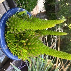 多肉植物　ツメレンゲの画像
