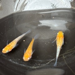 凛華紅白メダカの画像