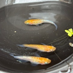 凛華紅白メダカの画像