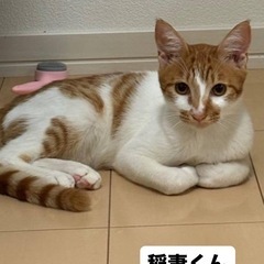 元気な男の子⚡️いなずま君🍀生後６ヶ月