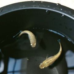 金塊メダカの画像