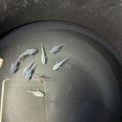 夜桜系ダルマ・ショートボディ10匹で。今年生まれのメダカです（写真現物）の画像