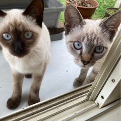 とても可愛い甘えん坊の子猫2匹の里親募集