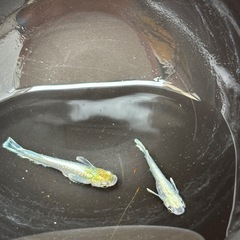 エメキンメダカの画像