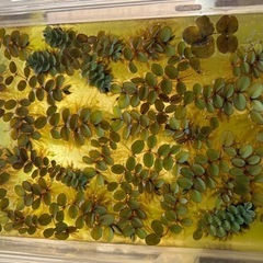 タイリクミジンコぷ➕サルベニア無農薬　の画像