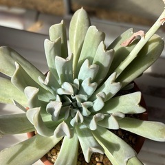 【大株】子株もついてお得！多肉植物・トップスレンダー抜き苗の画像