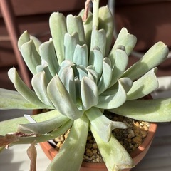 【大株】子株もついてお得！多肉植物・トップスレンダー抜き苗の画像