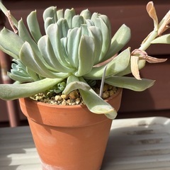 【大株】子株もついてお得！多肉植物・トップスレンダー抜き苗の画像