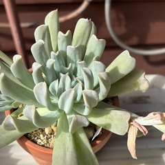 【大株】子株もついてお得！多肉植物・トップスレンダー抜き苗の画像