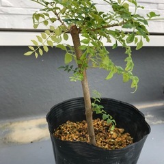 シマトネリコ　植木　挿木　　
の画像