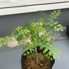 シマトネリコ　植木　挿木　　
の画像