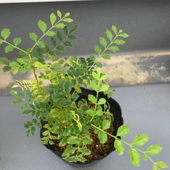 シマトネリコ　植木　挿木　　
の画像