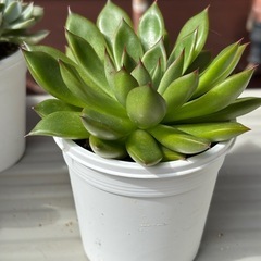 【立派】多肉植物・レッドチップの抜き苗の画像