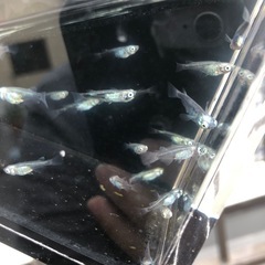 めだか🪣黒百式　15〜20匹くらいの画像