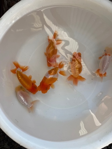 らんちゅう極上