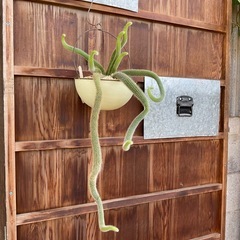 ヒルデウィンテラの画像