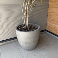 ガーデニング・観葉植物用の土の画像