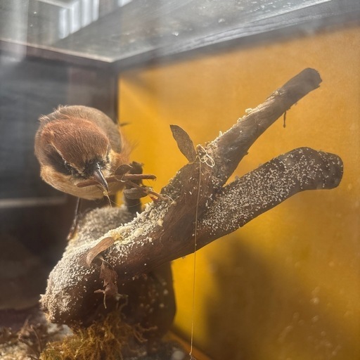 インテリア・オブジェ・置物　鳥の剥製