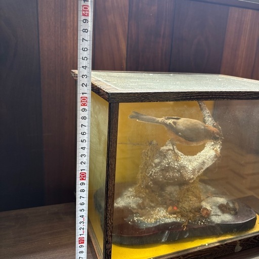 インテリア・オブジェ・置物　鳥の剥製