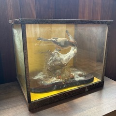 インテリア・オブジェ・置物　鳥の剥製の画像