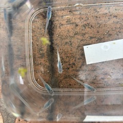 しずくメダカの画像