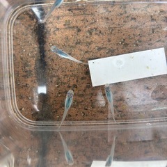 しずくメダカの画像