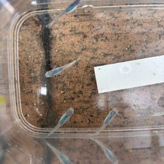 しずくメダカの画像