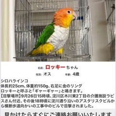 迷子インコのポスティングを手伝って欲しいです。
