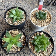 ハオルチアオブツーサ含む4種類セットの画像