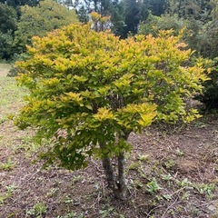 ツツジの木の画像
