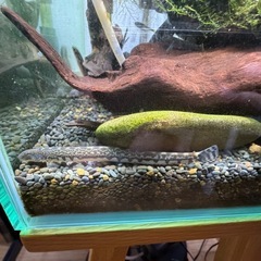 アジメドジョウの画像