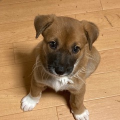 二か月のMIX子犬　かおりちゃん