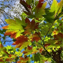 低山登山仲間募集(札幌市内・近郊)