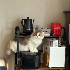 O&K Furnitureキッチンラックの画像