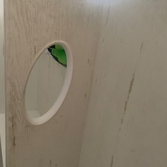 ベットの画像