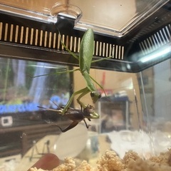 カマキリの画像