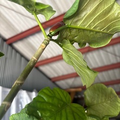 植物の画像