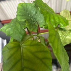 植物の画像