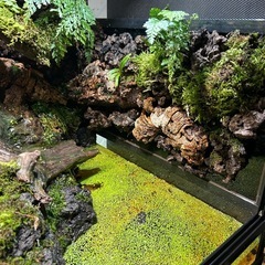 イモリウムの画像