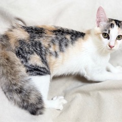 淡い色の三毛猫ちゃん